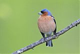 Common Chaffinch